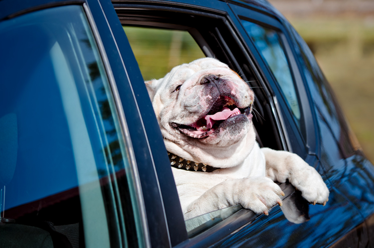 dog looking out of car window